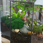 Готовый флорариум бонсай Японский вяз Бонсариум XL с озером