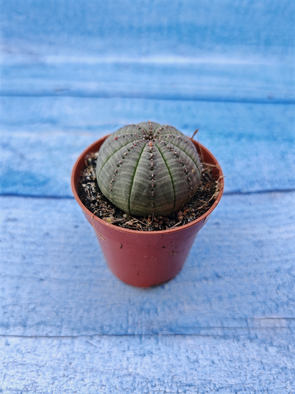 Euphorbia Obesa (Эуфорбия)