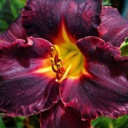 Лилейник гибридный Блэк Стокингс С2