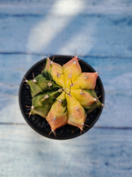 Gymnocalycium Variegata (Гимнокалициум Вариегатный)