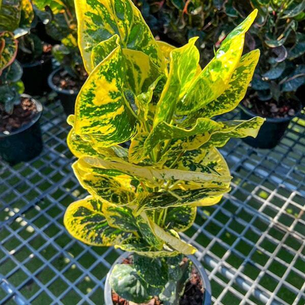 Кротон SAP THONG SUK