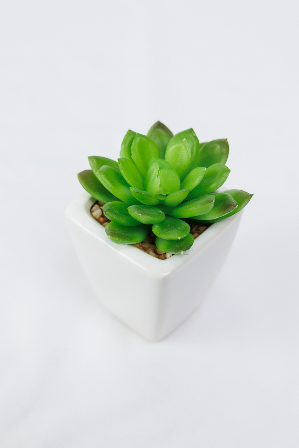 Суккулент в белом горшочке 17 см