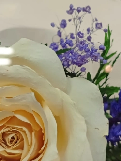 натуральные цветы в стекле, вакуум