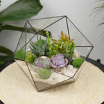 Готовый флорариум с суккулентами Laaroom Икос