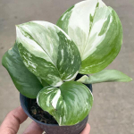 Сциндапсус TREUBI MOONLIGHT ALBO VAR