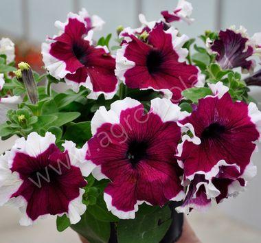 S6004 Петуния кустовая Grandiflora Limbo GP Burgundy Picotee 100 шт.