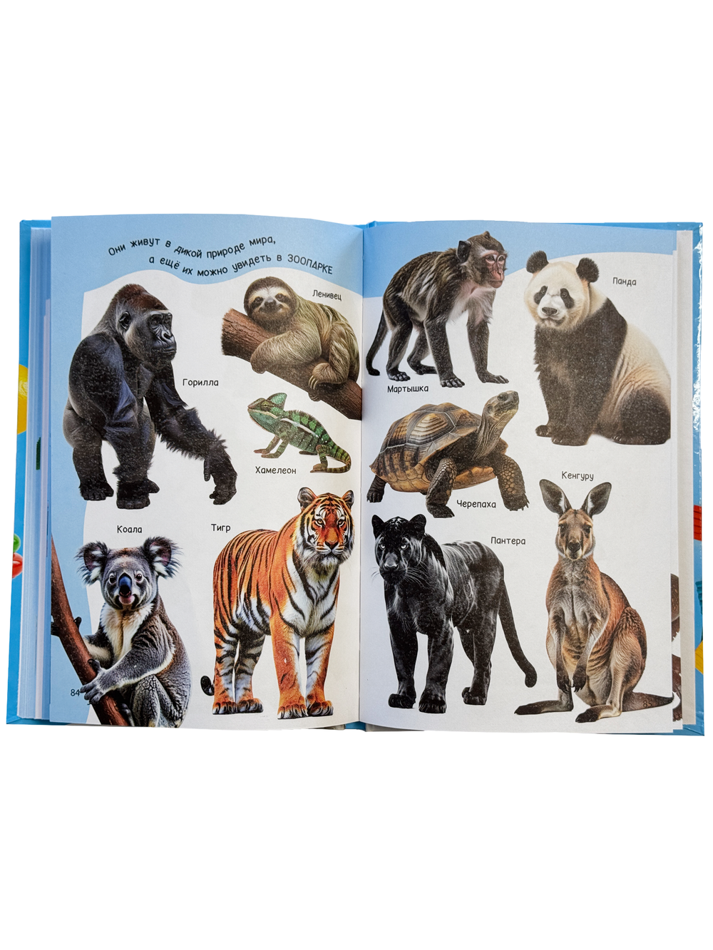 Книга Мои первые слова
