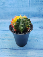Gymnocalycium Variegata (Гимнокалициум Вариегатный)
