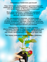 Гортензия Мэджикал Пинкербелл древовидная розовая