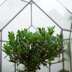 Готовый флорариум бонсай Самшит Бонсариум