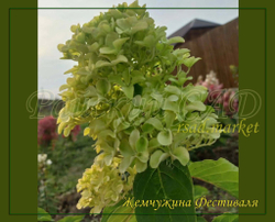 Гортензия метельчатая Жемчужина Фестиваля ( Hydrangea paniculata 'Romantic Ace' = 'Perle de Festival')