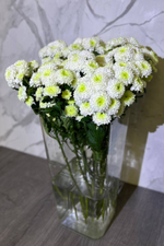 Хризантема белая кустовая Santini Calimero