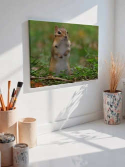 Картина на стену 40 X 50 Белка