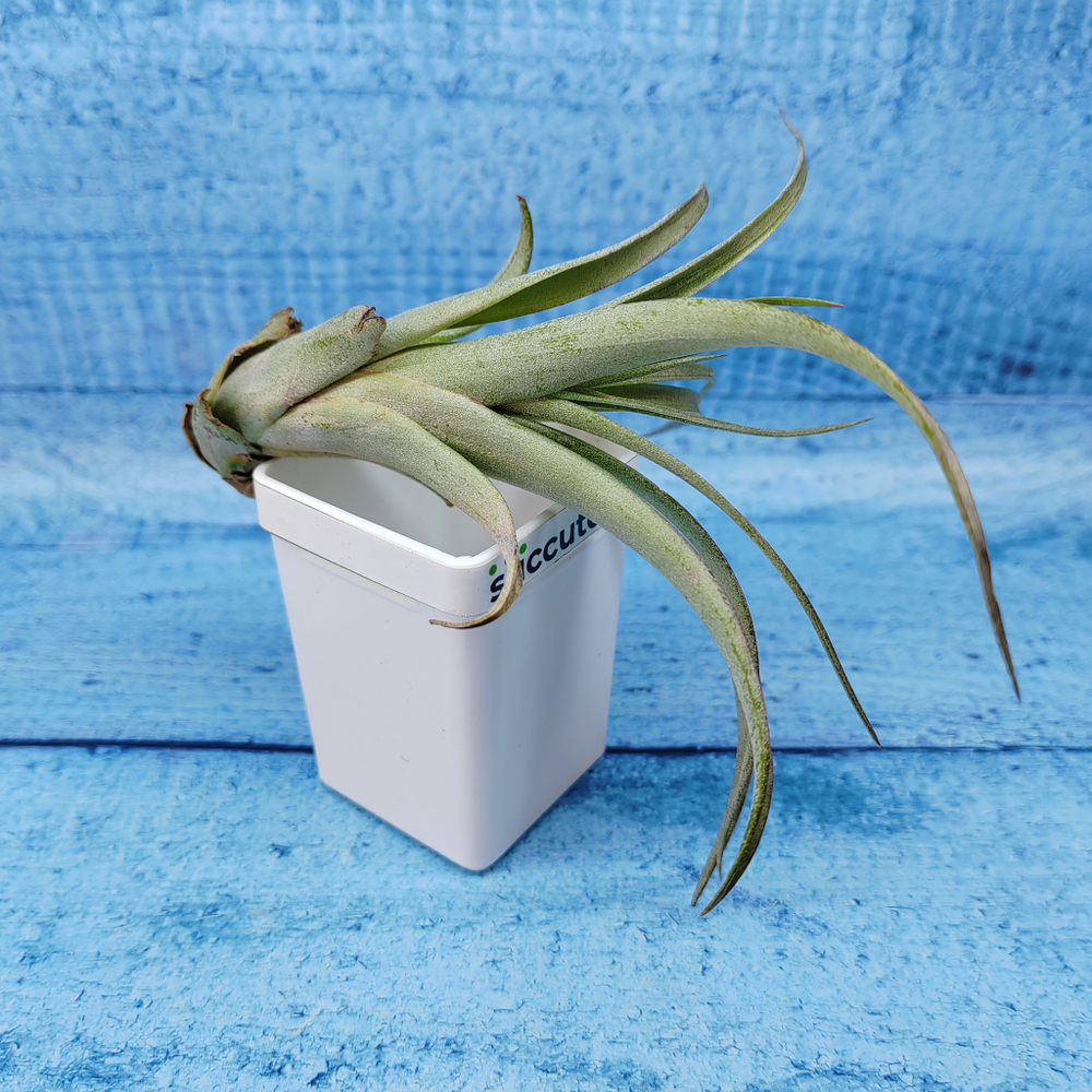 Тillandsia Capitata (Тилландсия Капитата)