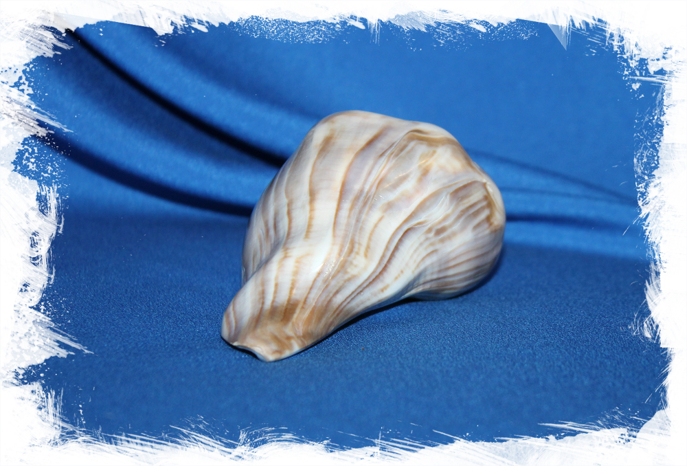 Узловатый Бусикон, Busycon carica