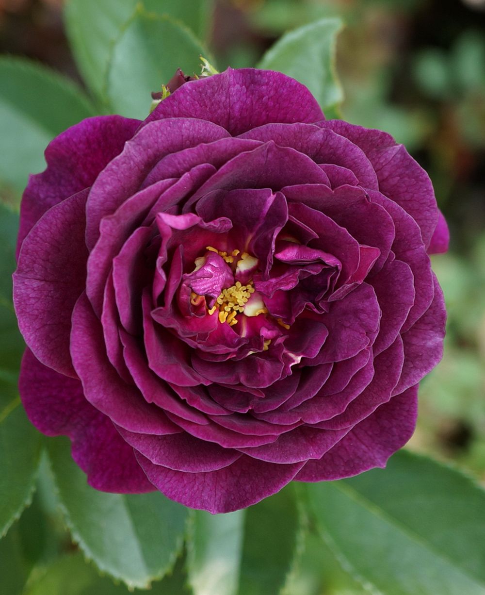 Эбб Тайд (Ebb Tide)