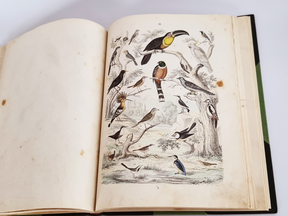 "Систематический атлас к естественной истории". Т.Бромме. 1863г.