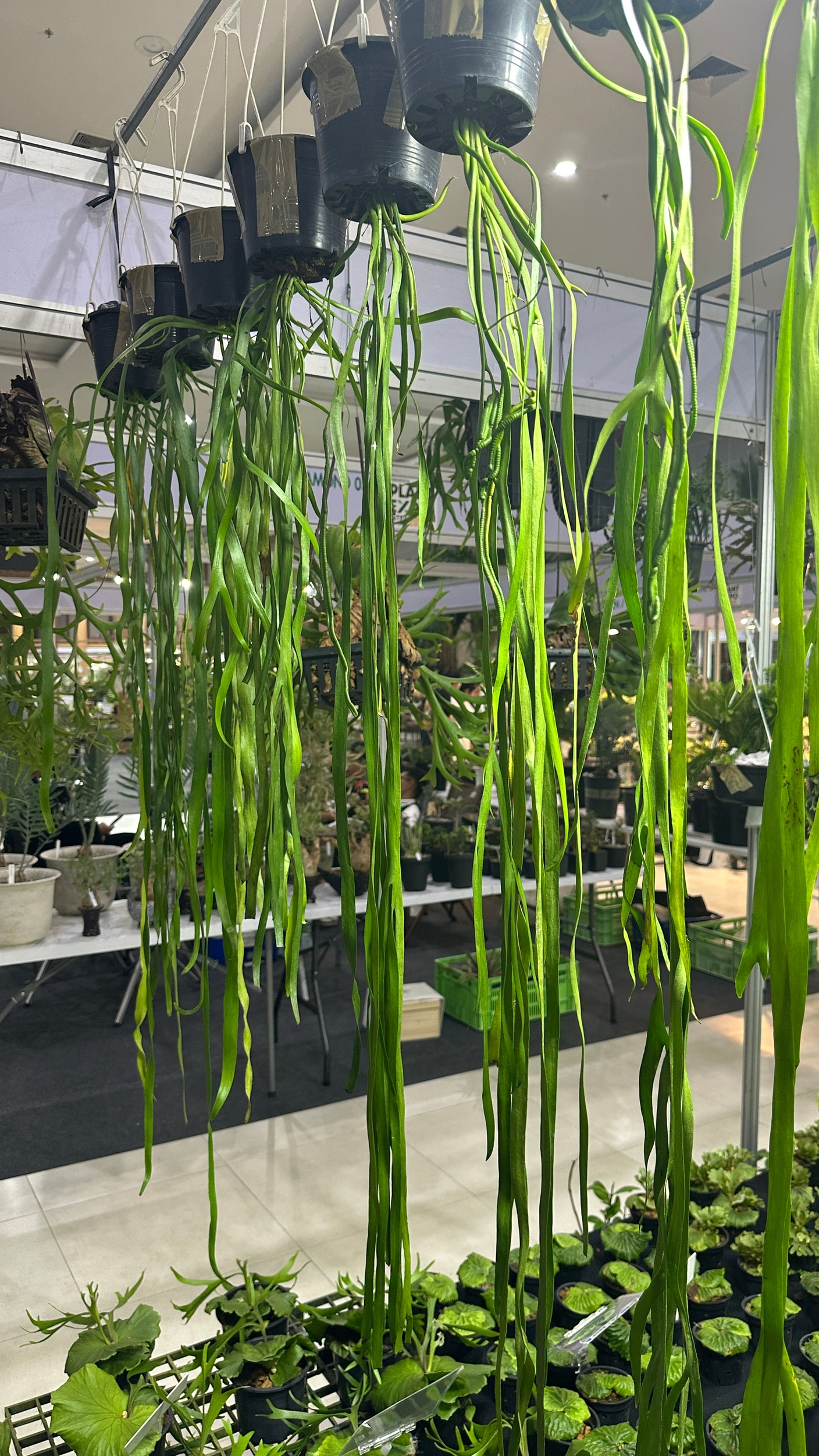 Предзаказ папоротников. Июнь 2026