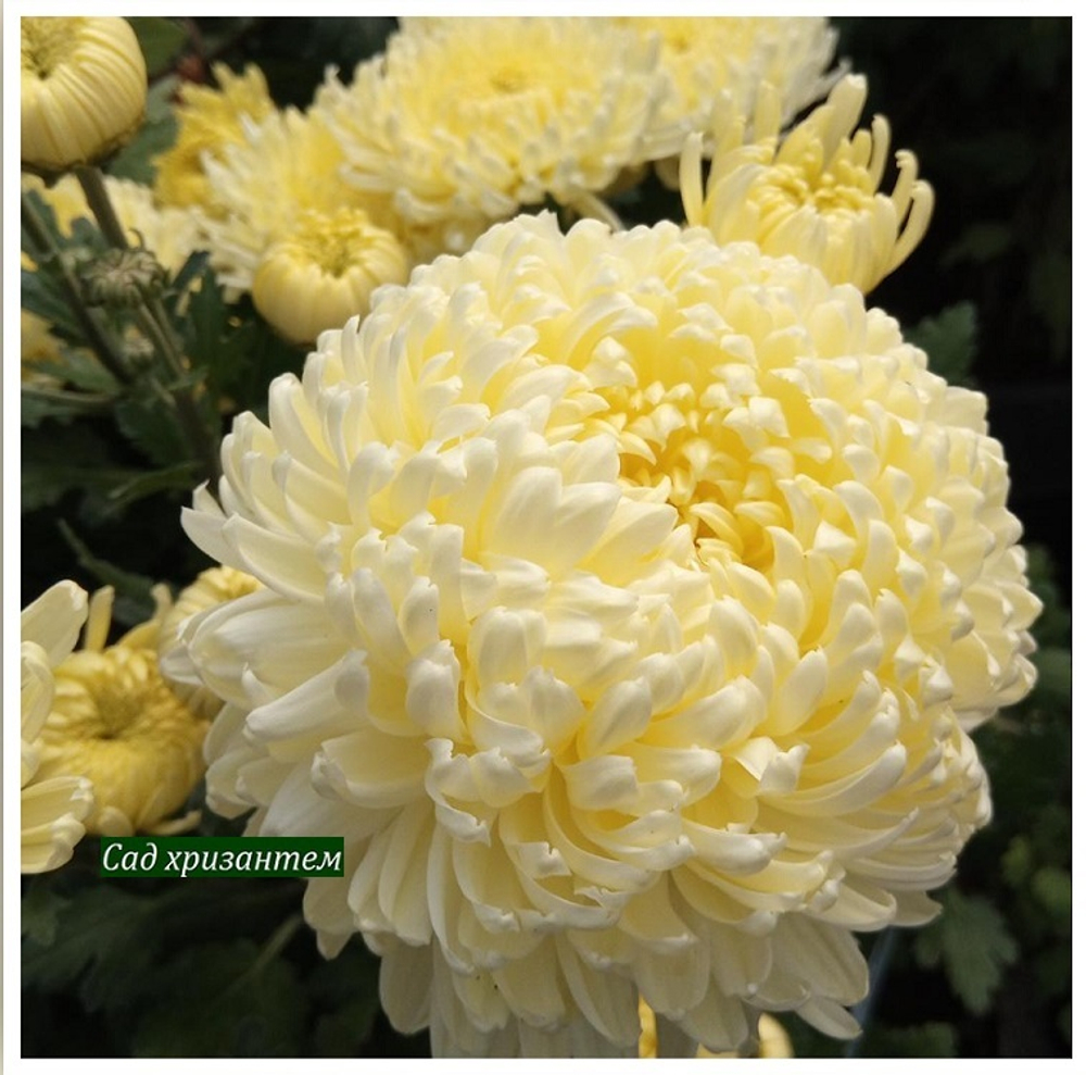 Хризантема одноголовая Creamish white ☘ о.60 (Временно нет в наличии)
