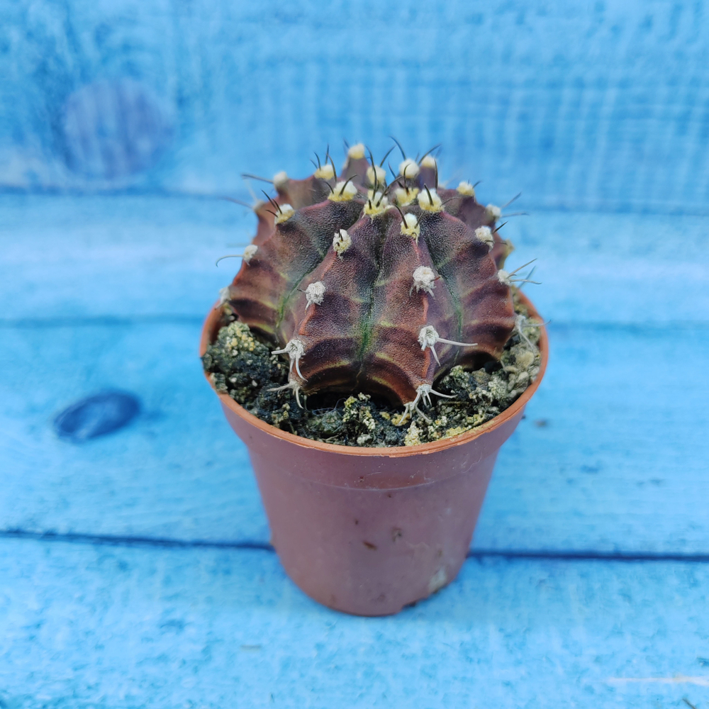 Gymnocalycium Friedrichii (Гимнокалициум)