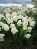 Гортензия метельчатая Фантом