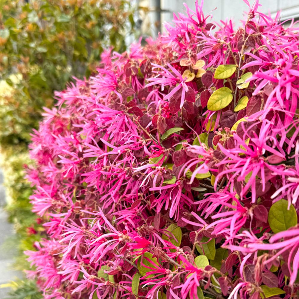 Лоропеталум китайский – Loropetalum chinense