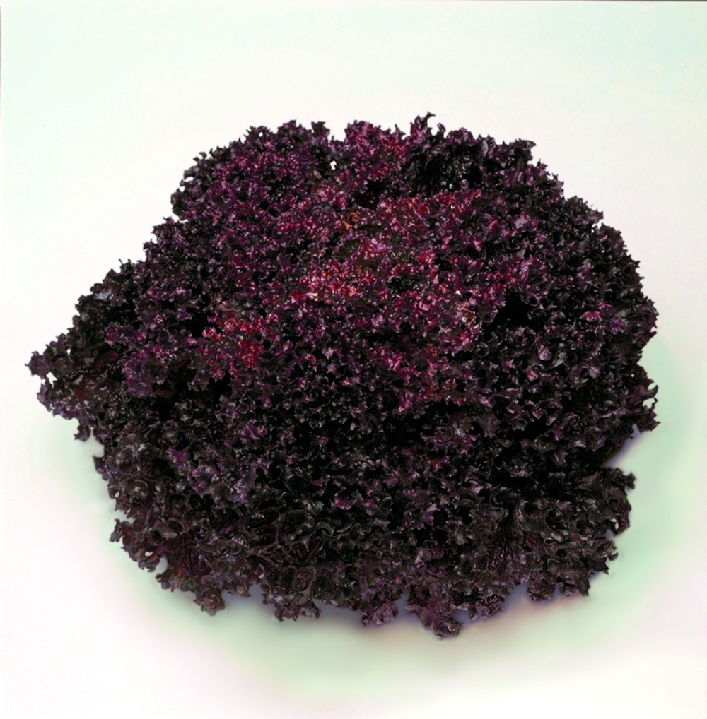 Салат Революция 7шт Мировые Семена VITA GREEN