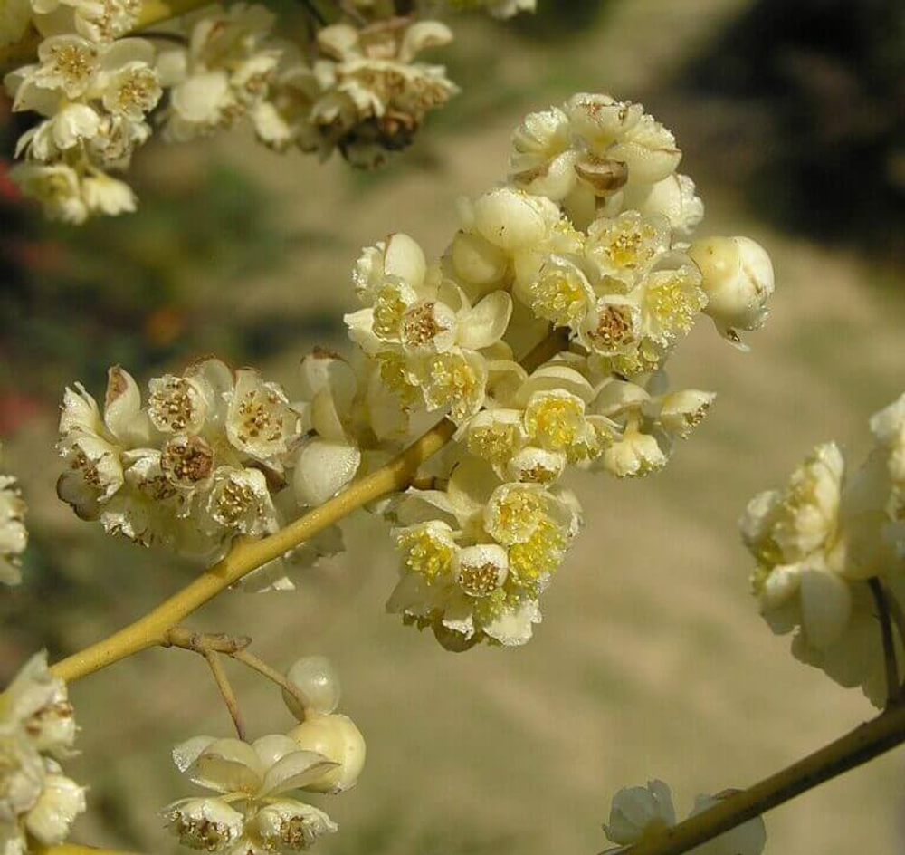 Литсея кубеба эфирное масло (Индия)