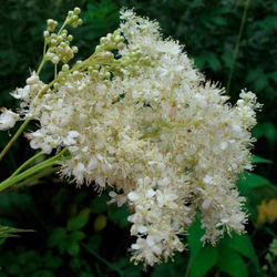 Лабазник вязолистный (таволга) трава 500 г