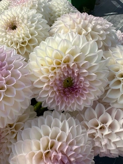 Георгин Pink Pearl (корень) Закупка М55 апрель 2026