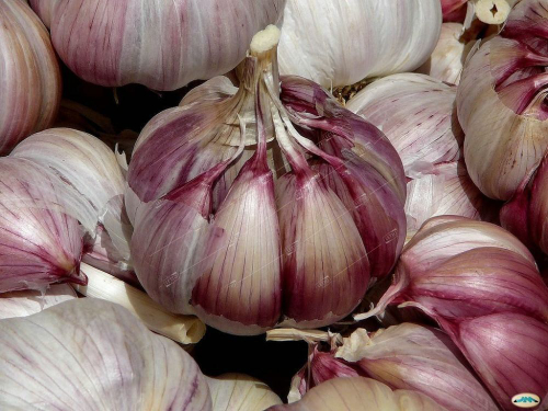 Чеснок озимый Любаша