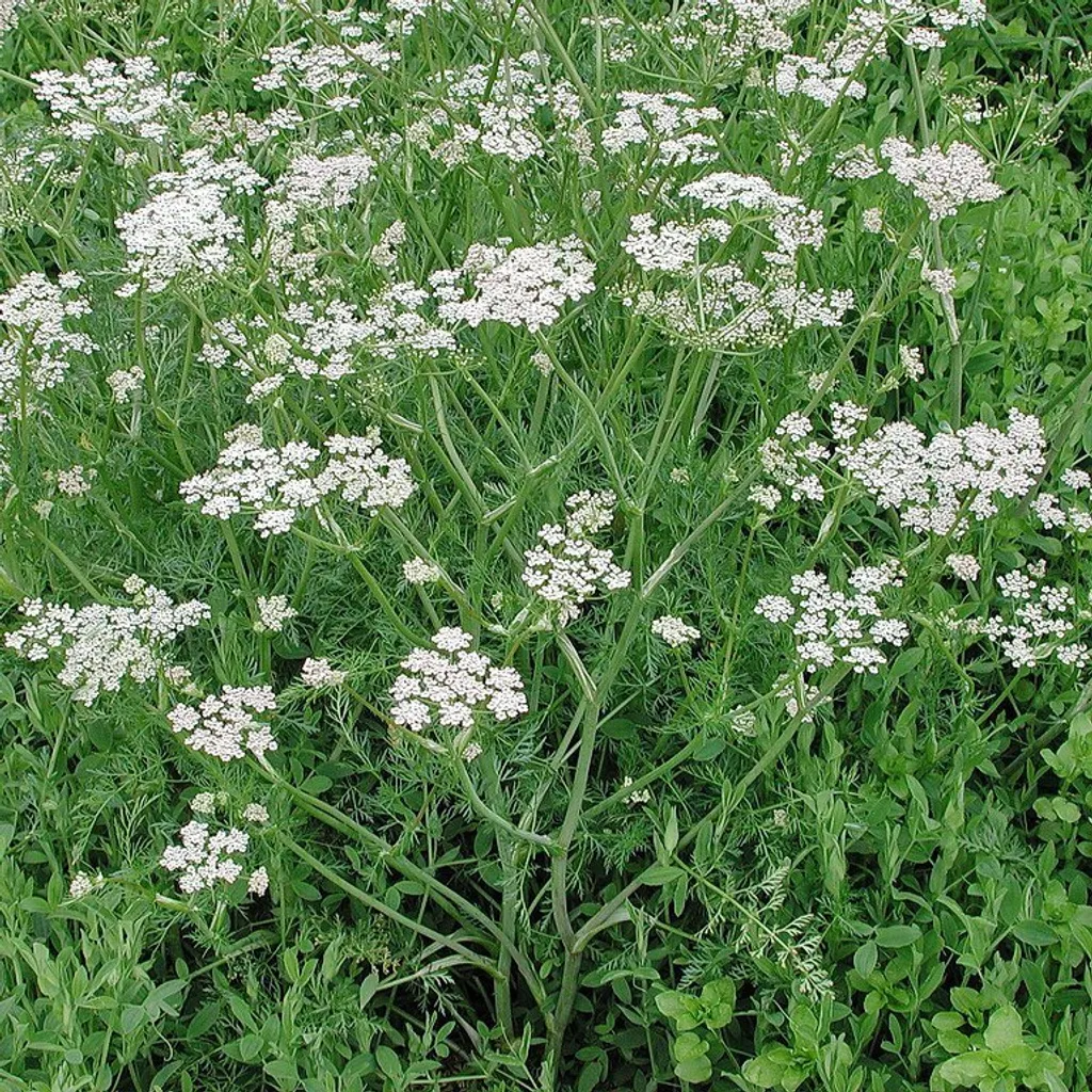 Тмин обыкновенный (плоды)