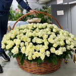 501 белая роза в корзине