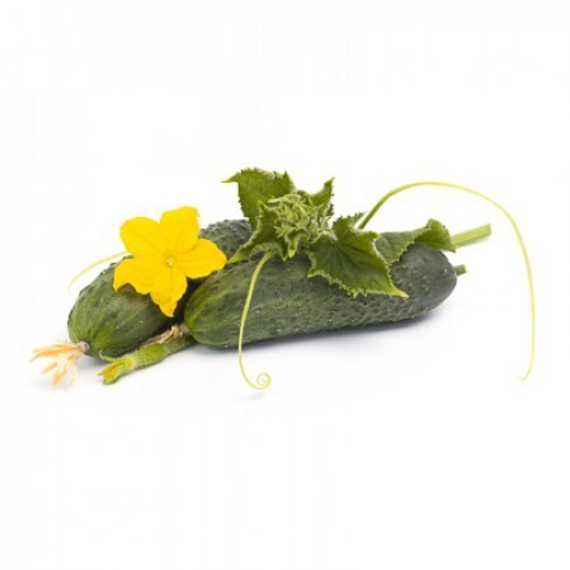 РОМАРА F1 семена огурца (Rijk Zwaan | Alexagro) – фото 14