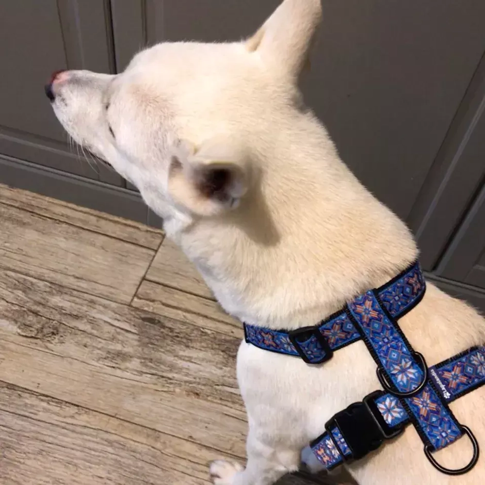 Шлейка прогулочная для собак регулируемая 30 мм Поларис Lapalandia