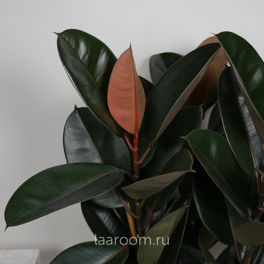 Фикус Эластика Абиджан 3 ств 27/110