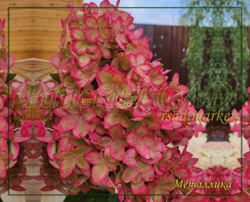 Гортензия метельчатая Металлика (Hydrangea paniculata `Metalica`)