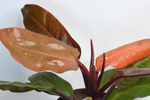 Филодендрон Принц Оф Оранж / Philodendron Prince of Orange