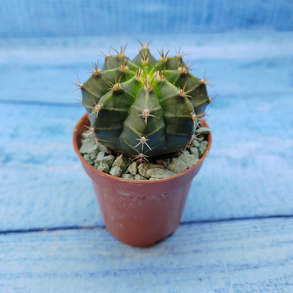 Gymnocalycium Friedrichii (Гимнокалициум)