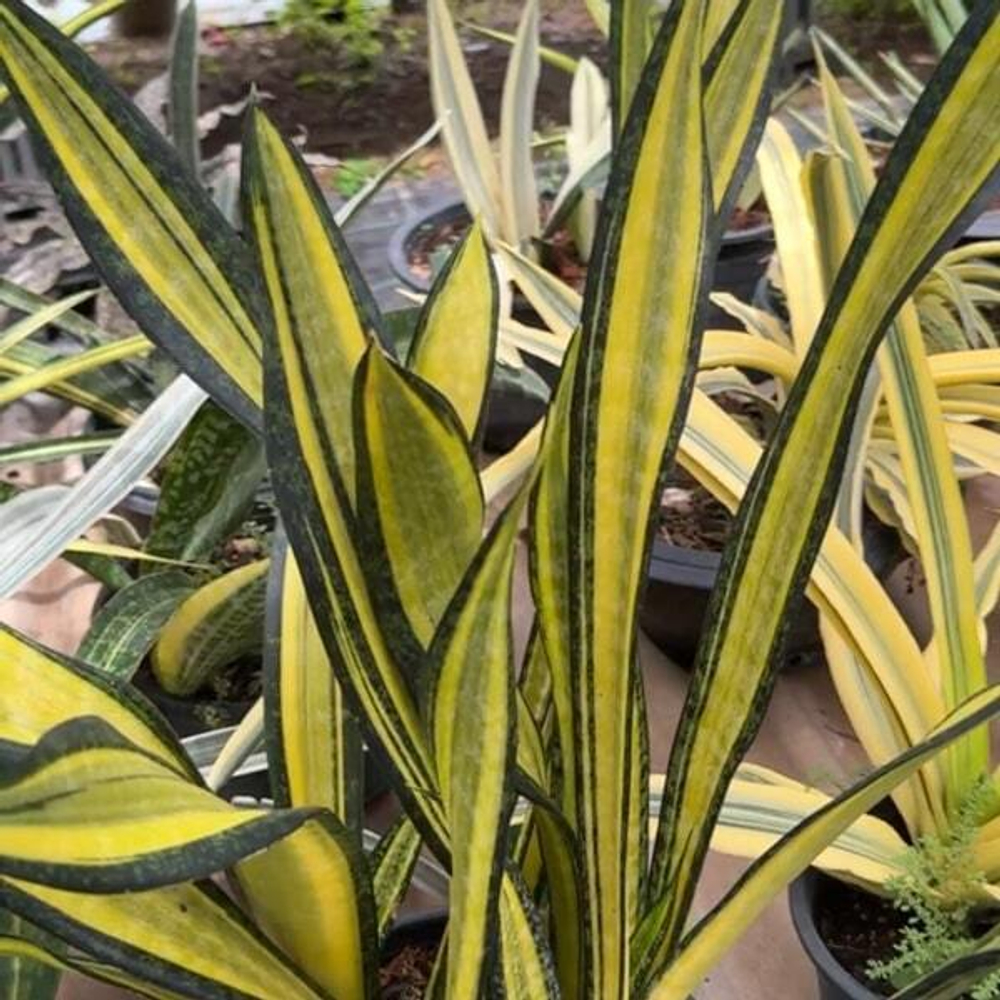 Сансевиерия CALIFORNIA