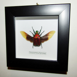 Жук Бронзовка Torynorrhina flammea красная