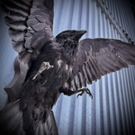 Чучело ворона