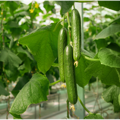 Камертон семена огурца партенокарпического (Гавриш)