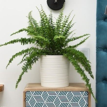 Кашпо "Malwa dluto" фирма Ламела.