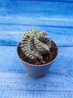 Euphorbia meloformis f. Variegated (Эуфорбия вариегатная)