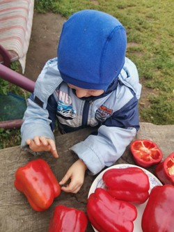Сладкий Перец — Урожайный Гусева