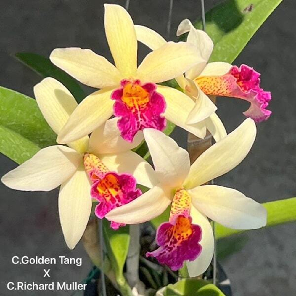 Орхидея каттлея C. GOLDEN TANG X C. RICHARD MULLER