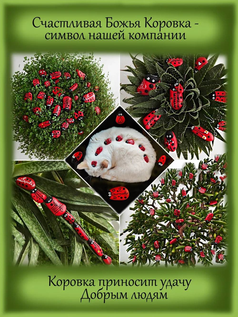 Каланхоэ Розовые бабочки