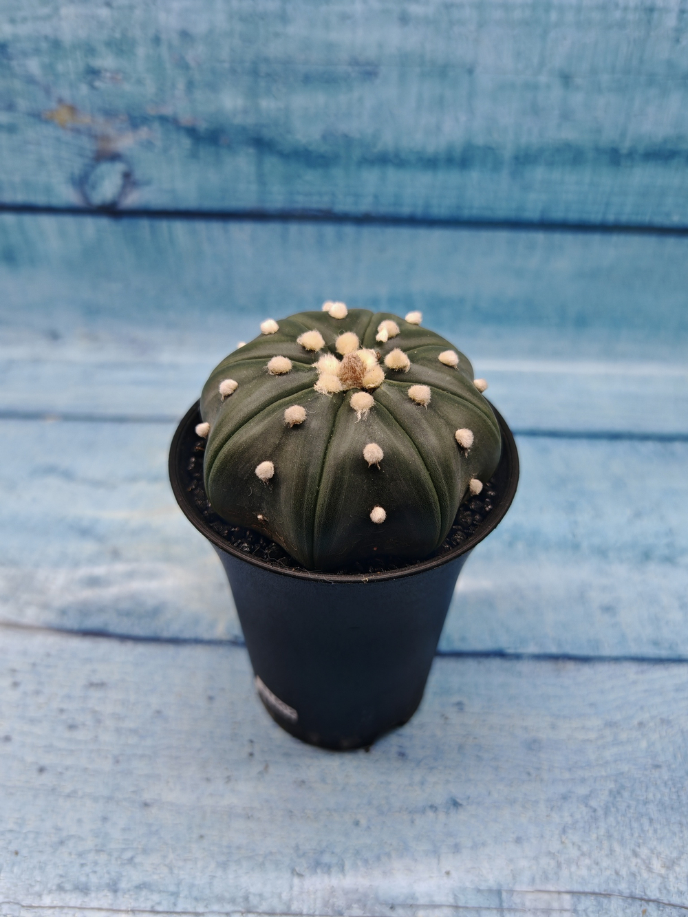 Astrophytum Asterias (Астрофитум)