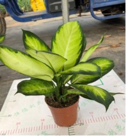 Диффенбахия Tropic Marianne д.14